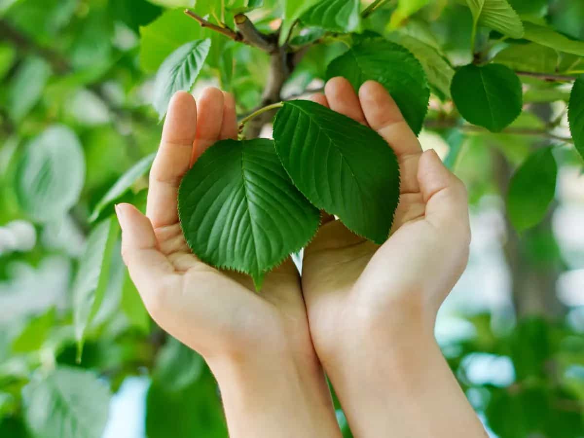 giardino emissioni zero