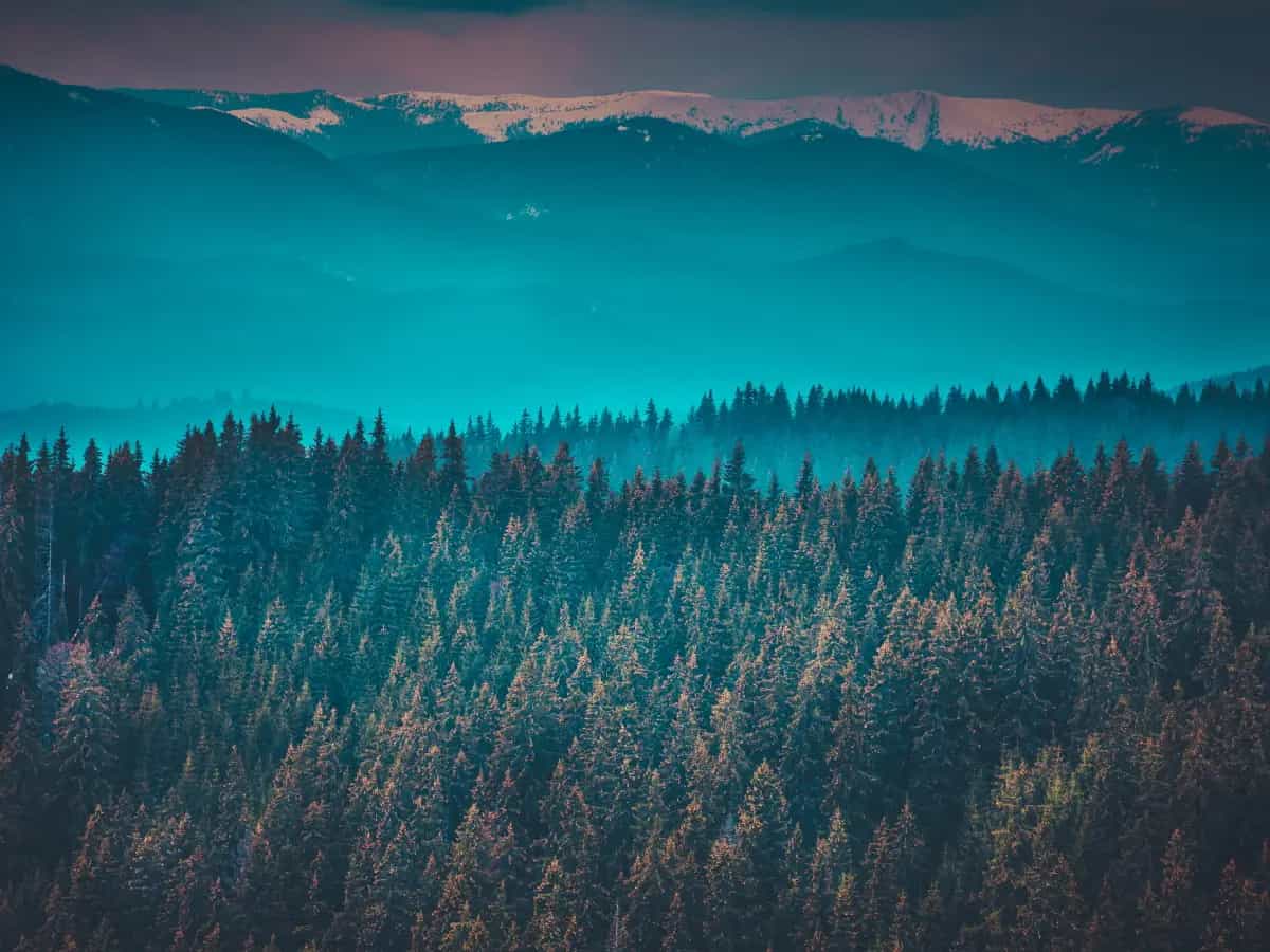 Quale nazione ha più foreste?