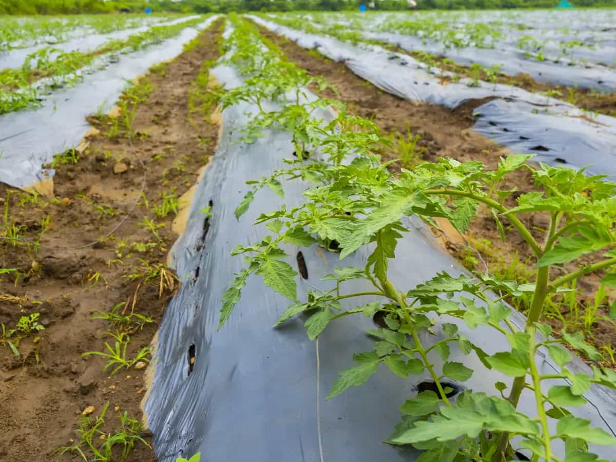 Agricoltura: la plastica biodegradabile per la pacciamatura inquina il suolo