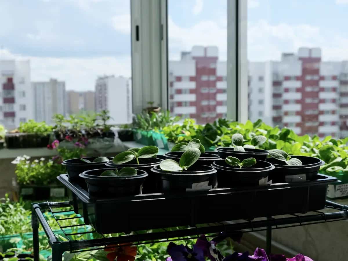 Qual è l'impatto ambientale dell'agricoltura urbana?