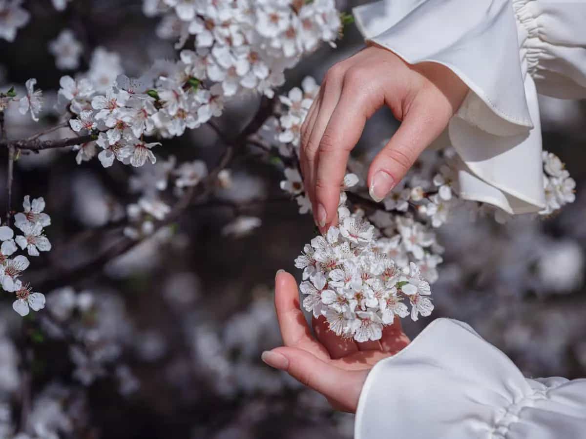 Piante e cambiamento climatico: come mutano le stagioni