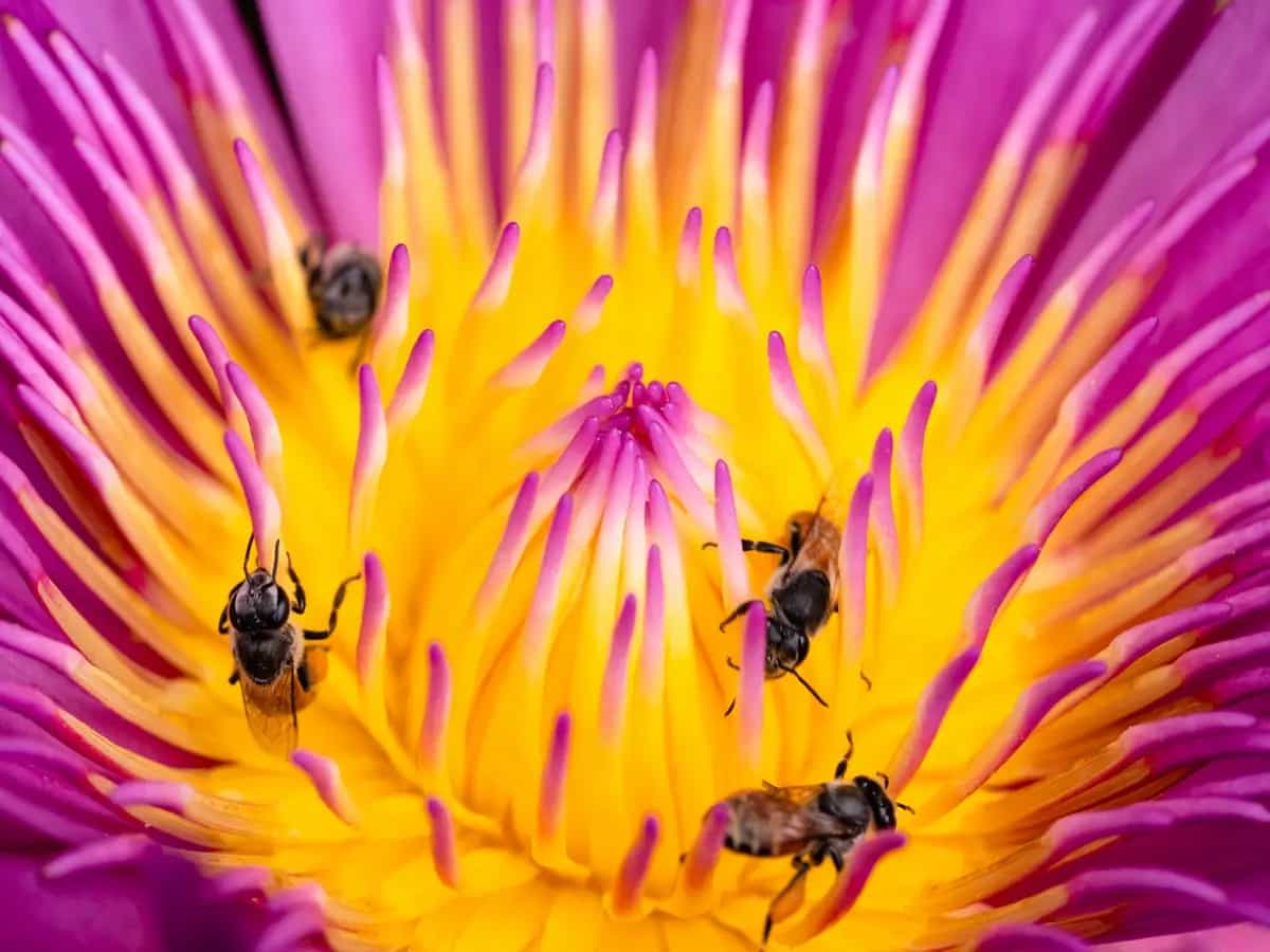 Gli insetti faticano a trovare i fiori a causa dell’inquinamento