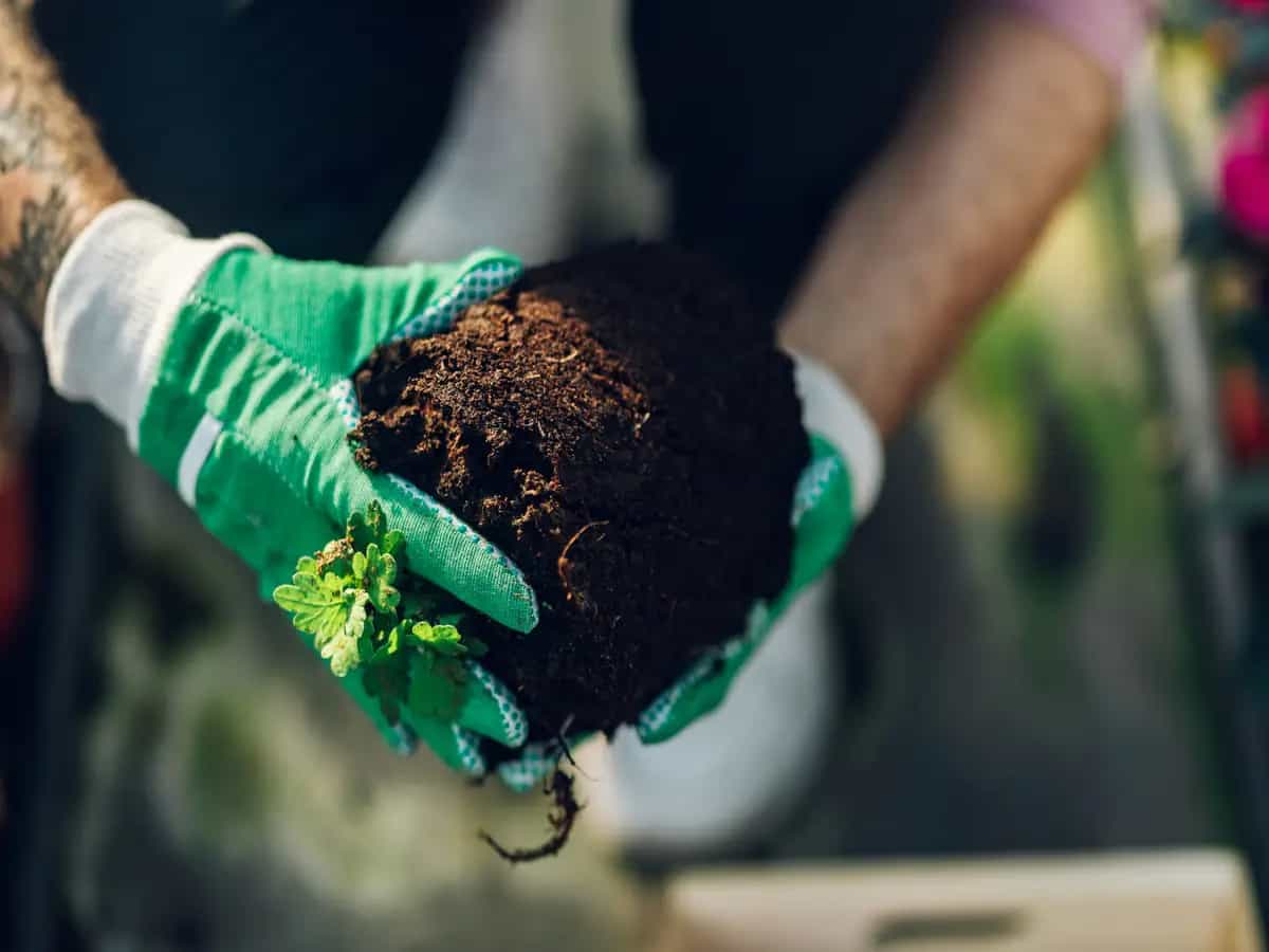 Compost domestico, quali sono le tempistiche?
