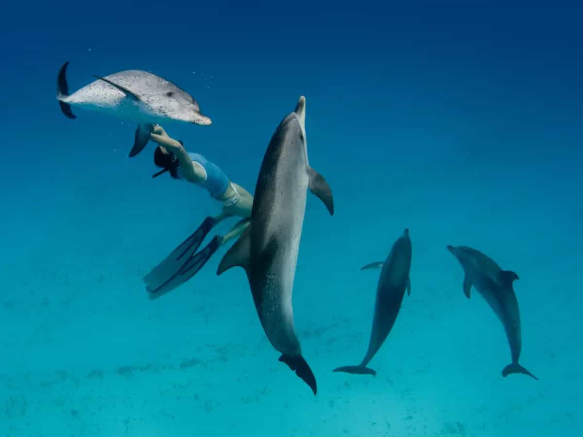 Dove nuotare con i delfini, i luoghi più belli