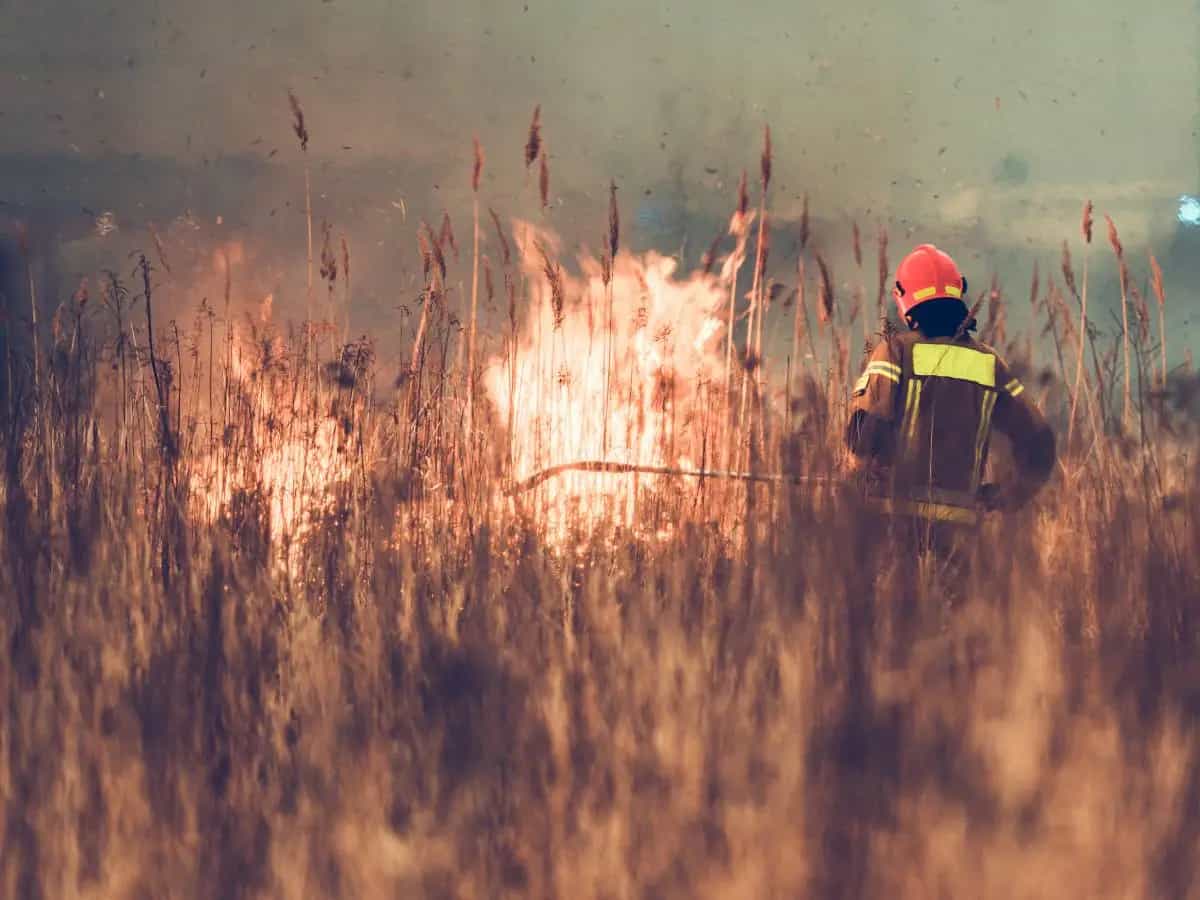 Lotta agli incendi, la chiave potrebbe essere prevederli