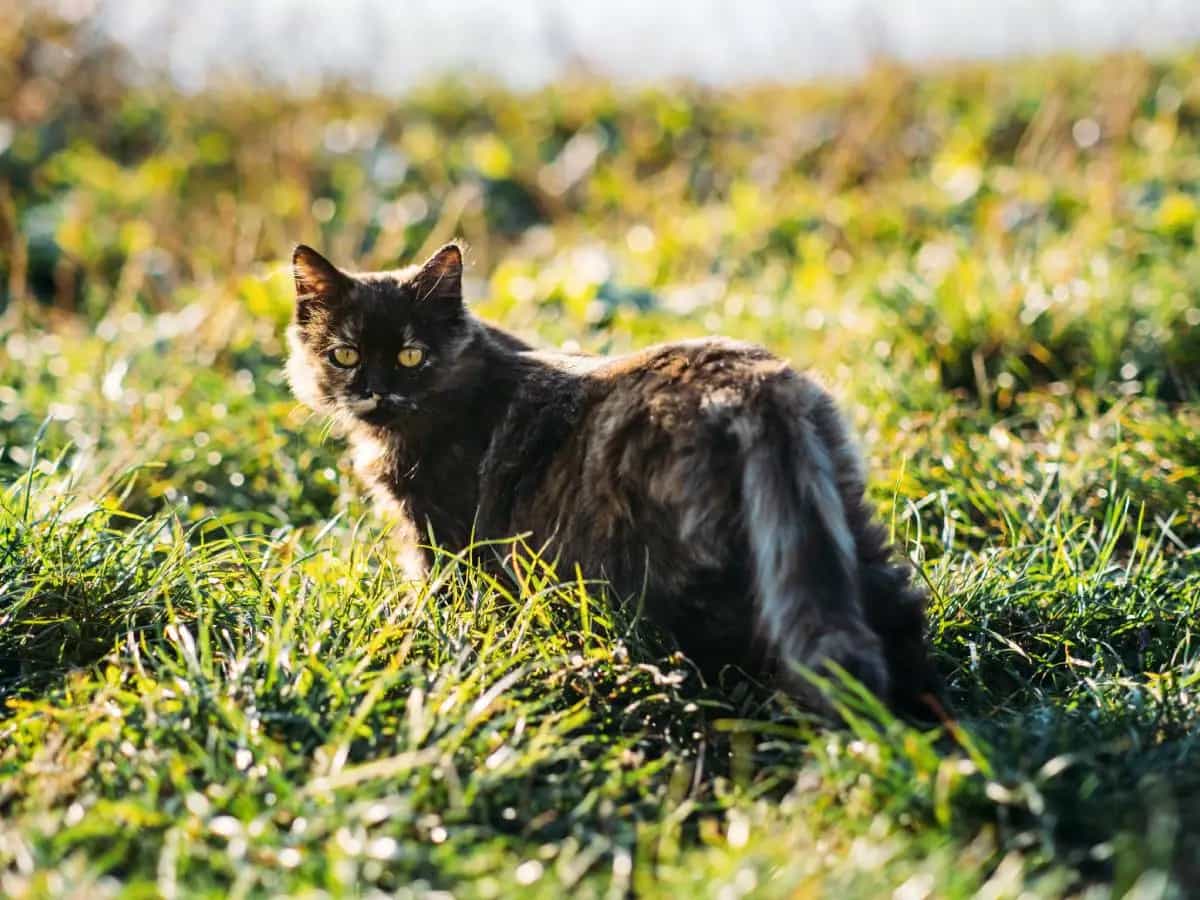 Cos’è il gatto Highlander