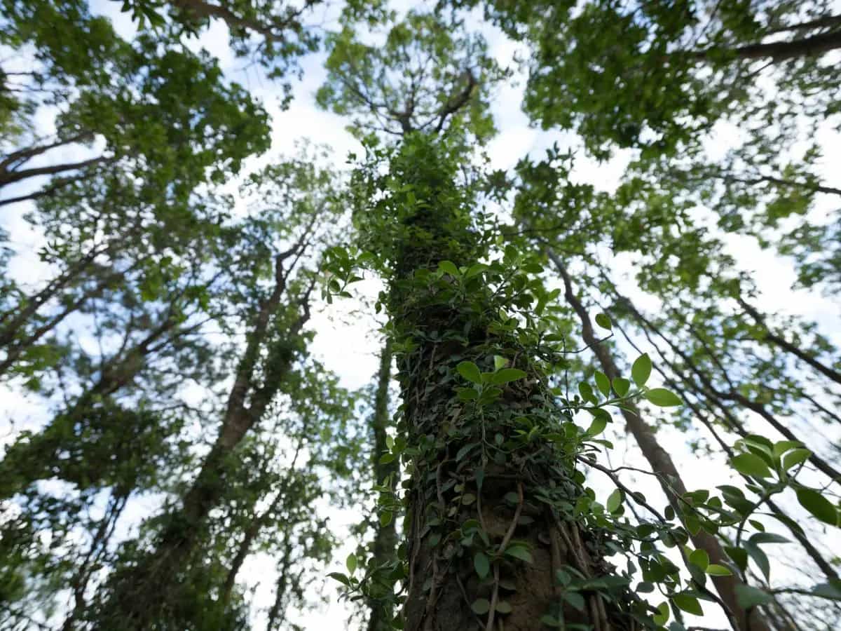 Foresta Amazzonica, gli alberi diventano più grandi per colpa della CO2