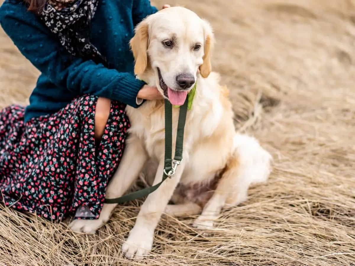 I cani possono mangiare i fagioli