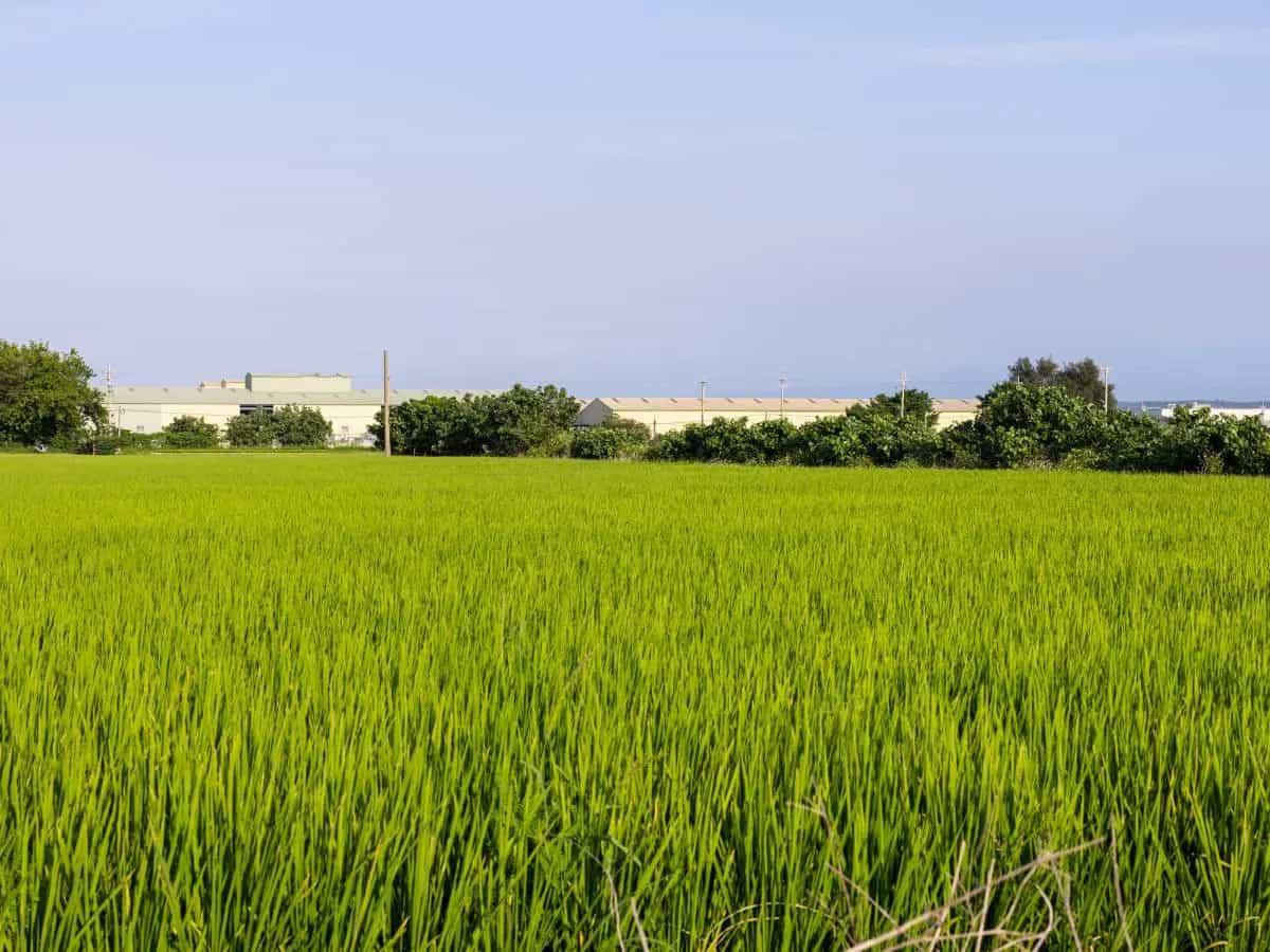 Metano in atmosfera, anche il riso fa la differenza