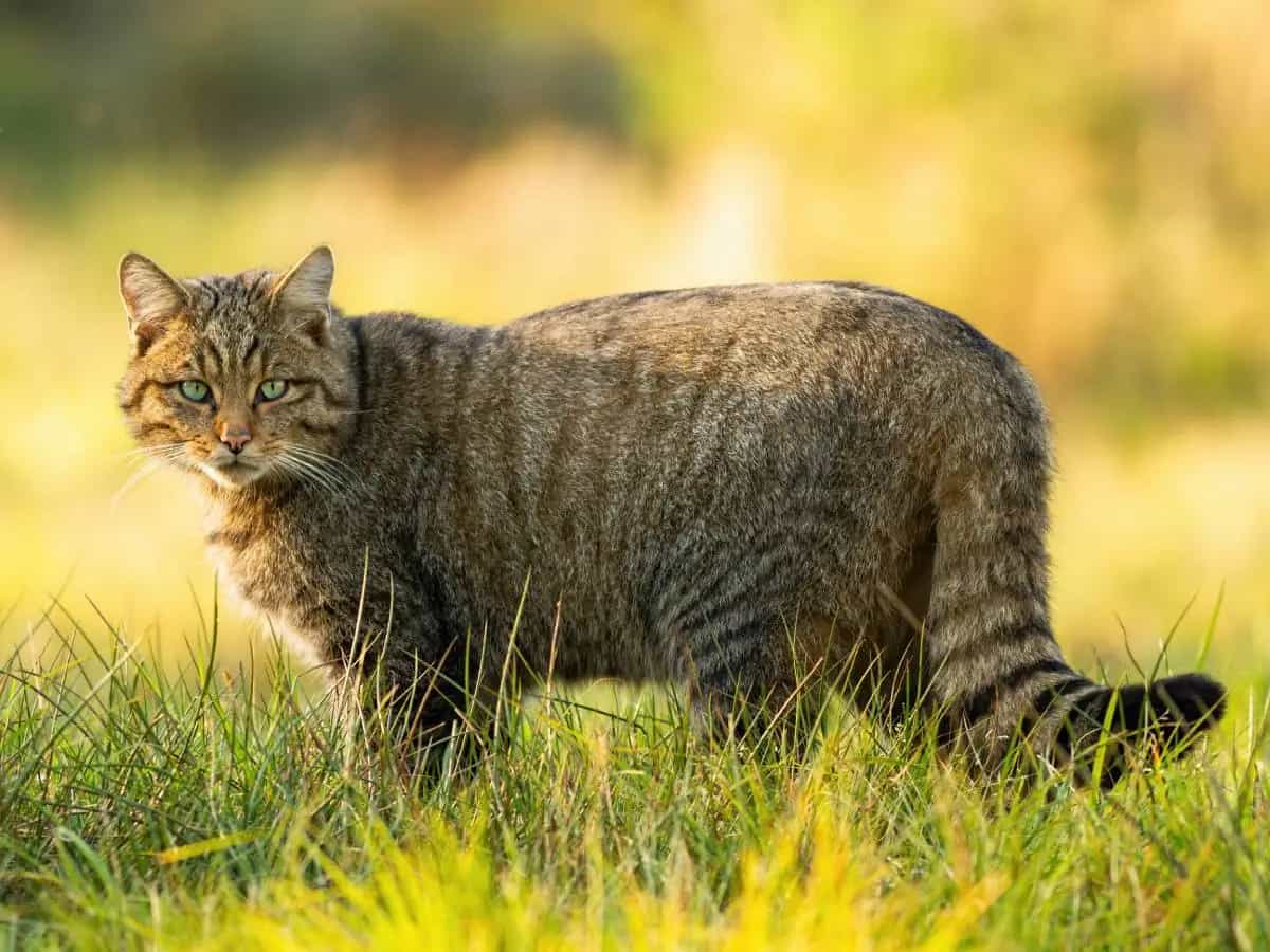 Gatti randagi, cosa succede quando diventano un problema per la biodiversità