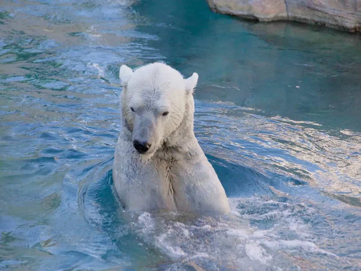 Orso polare, il suo DNA cambia per adattarsi al clima