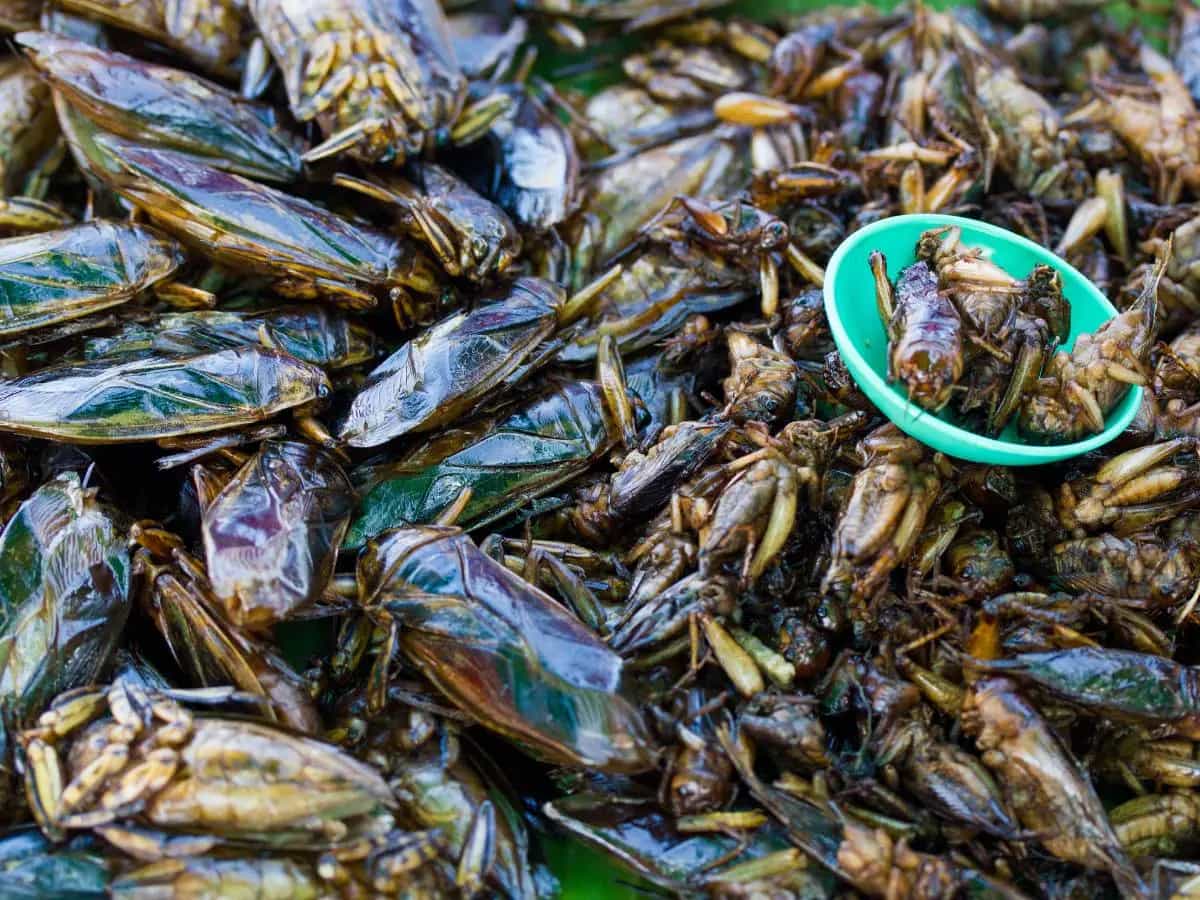 Mangiare gli insetti, perché molti provano ancora disgusto