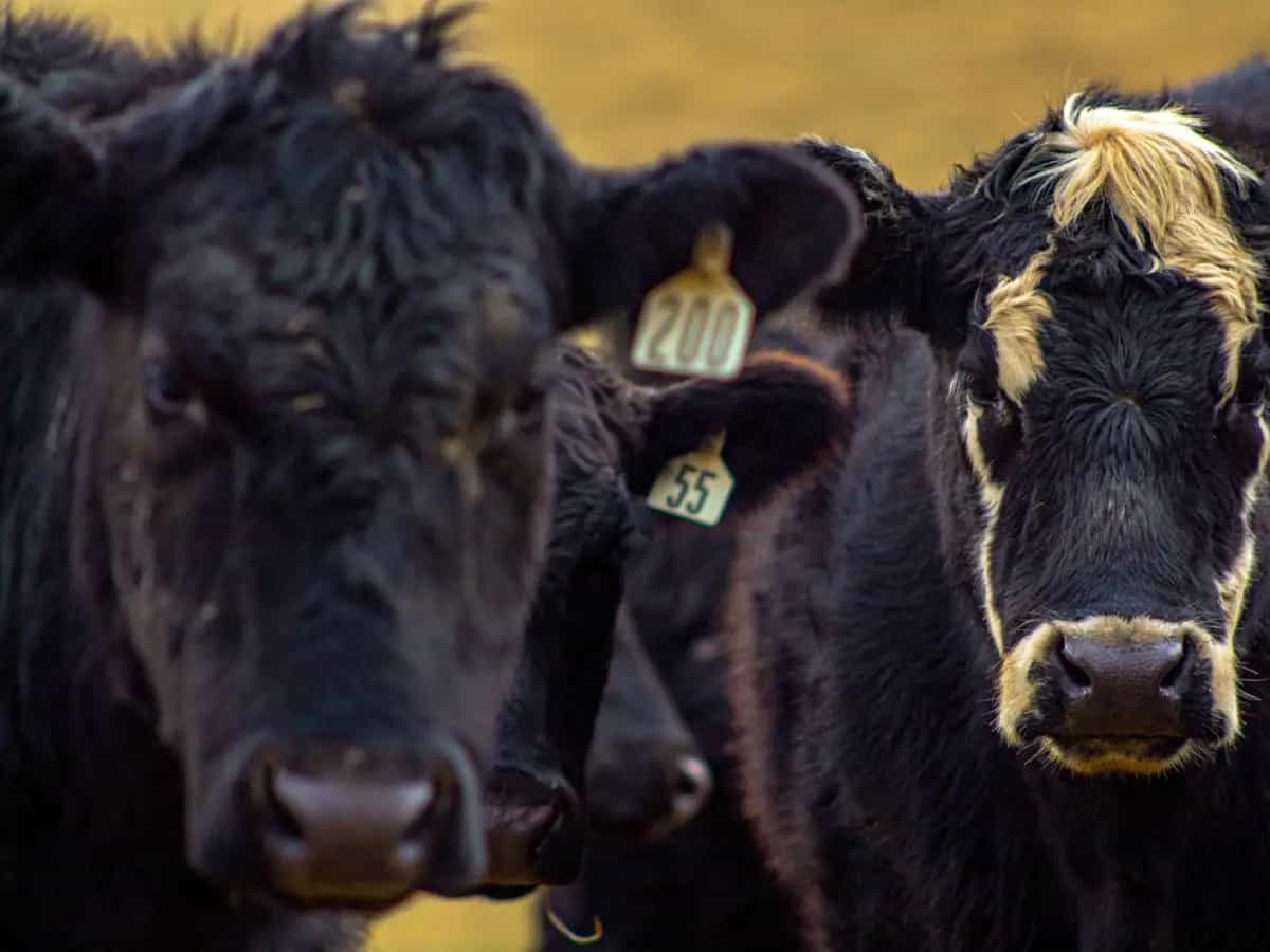 Gli allevamenti intensivi limitano le capacità delle mucche