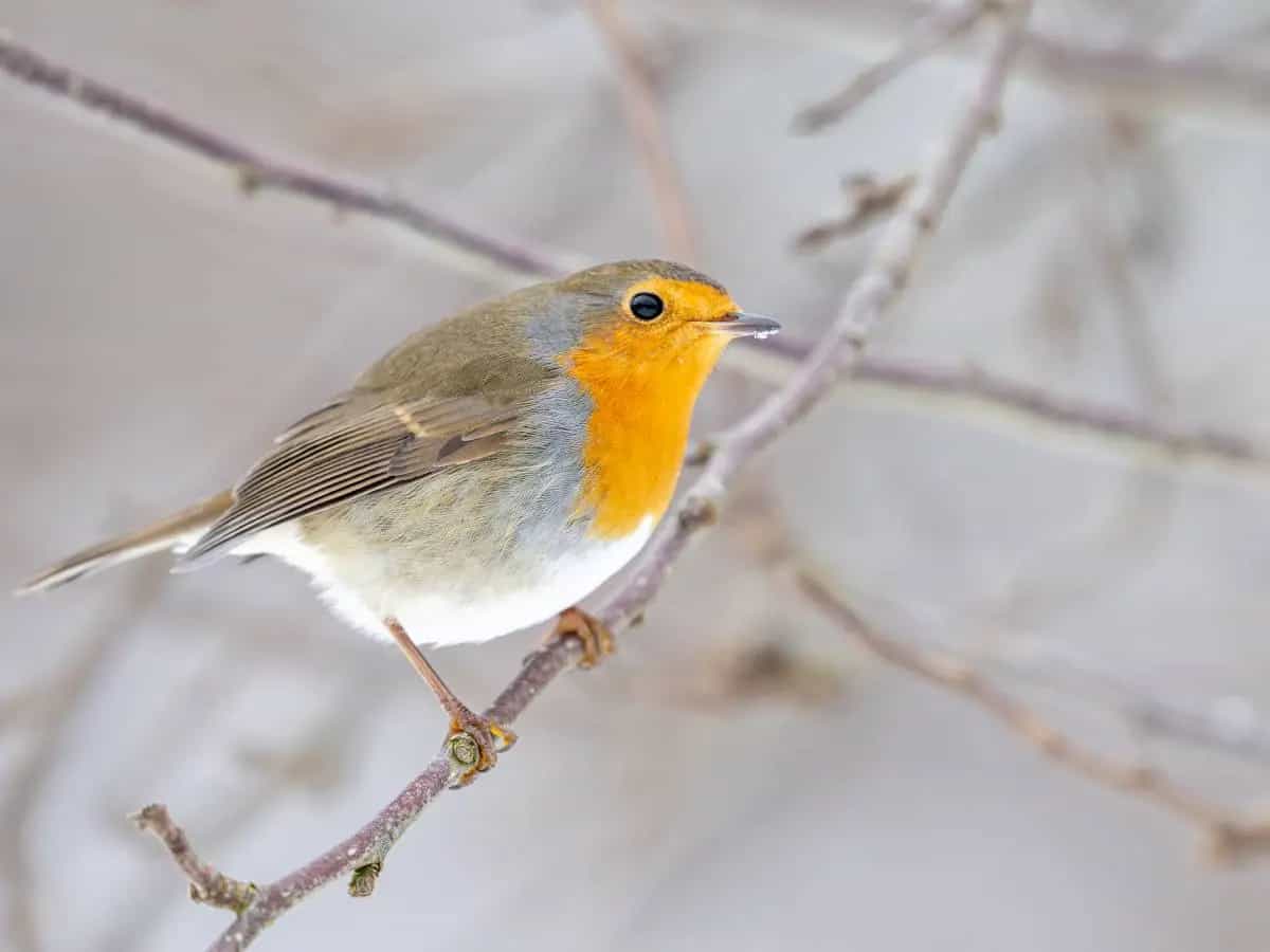 Perché il pettirosso è il simbolo dell’inverno