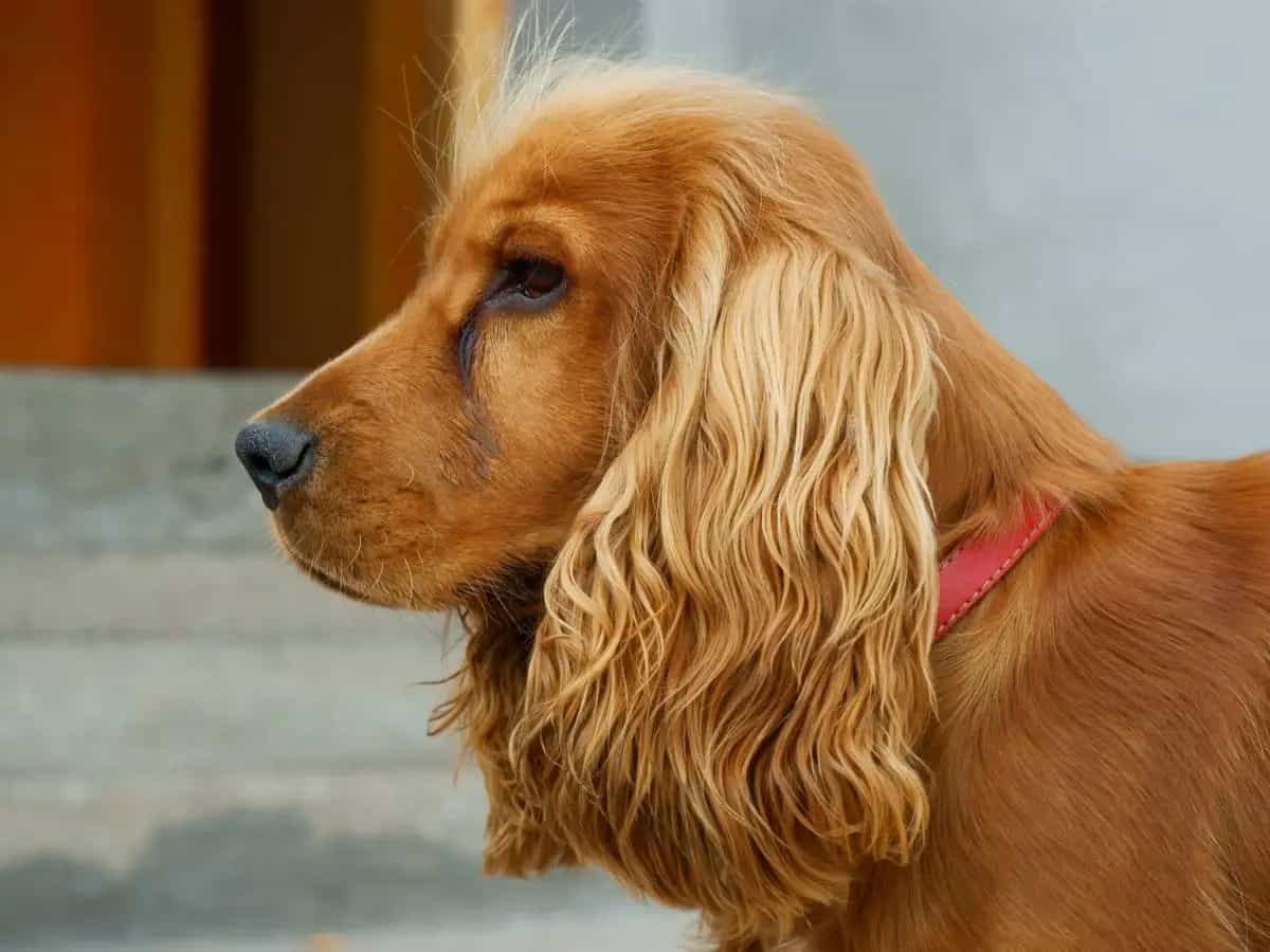Orecchie dei cani la scienza svela il perché della loro forma