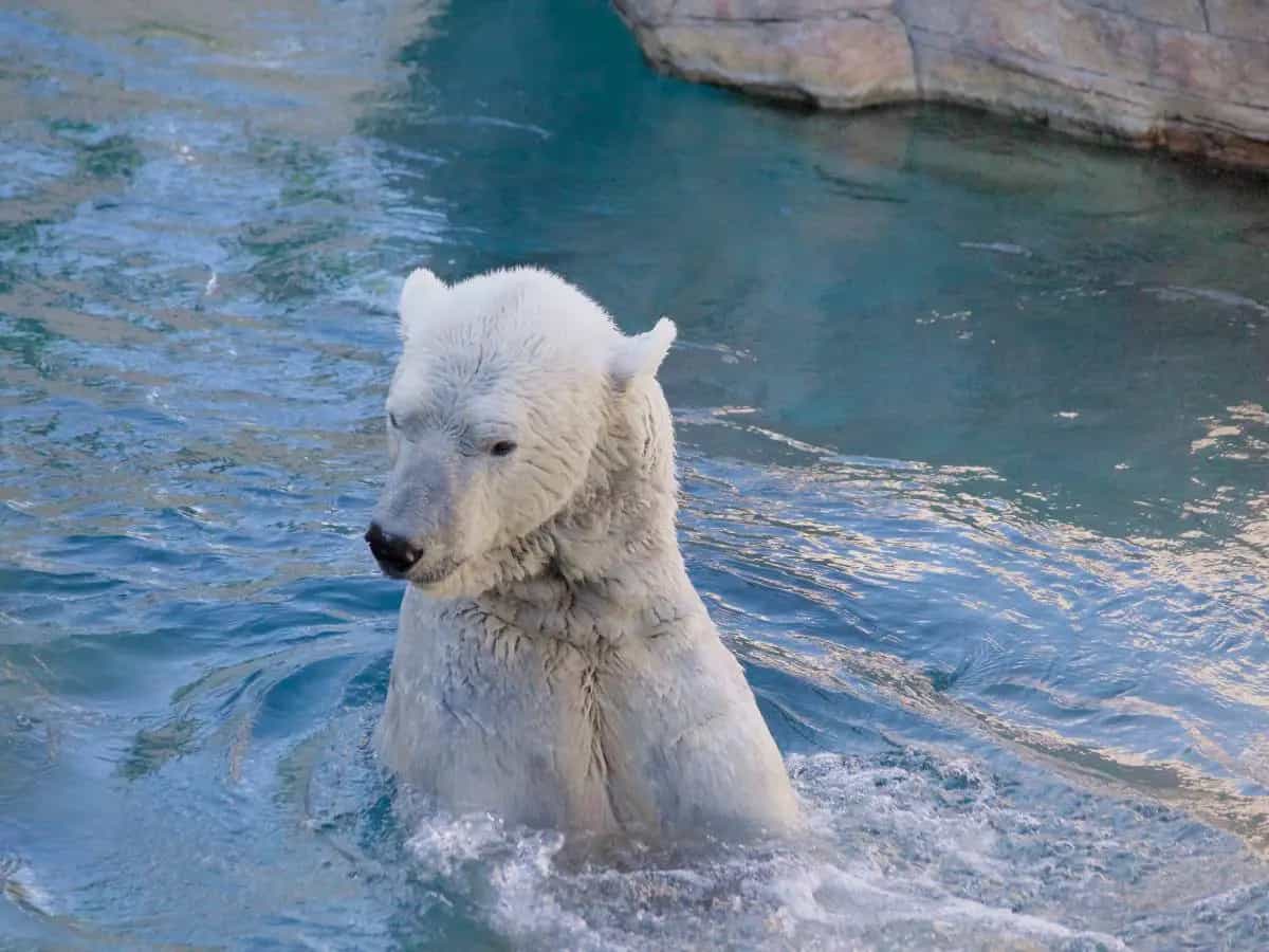 Orsi polari, così resistono al cambiamento climatico
