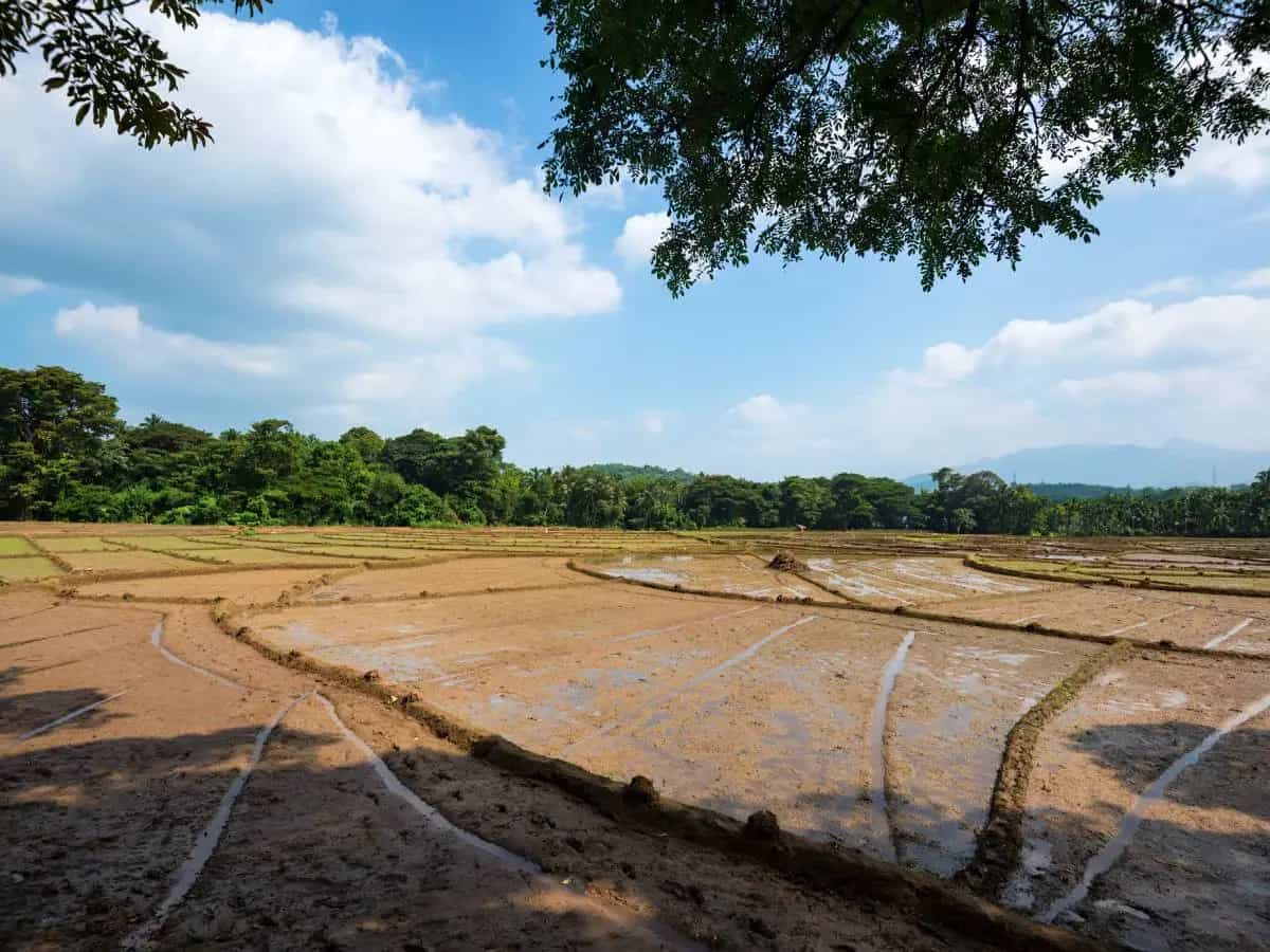 Coltivazione riso, le emissioni del settore sono da allarme