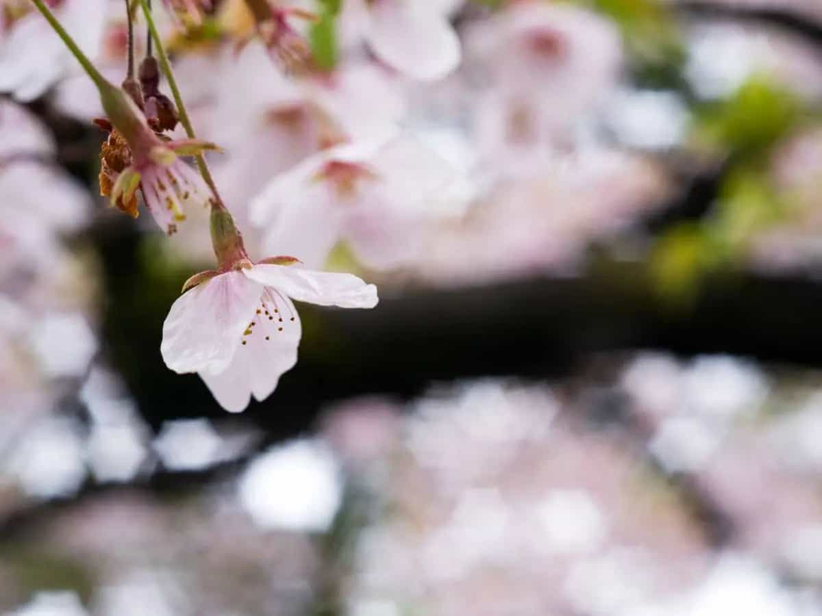 Le frasi più belle sui ciliegi in fiore