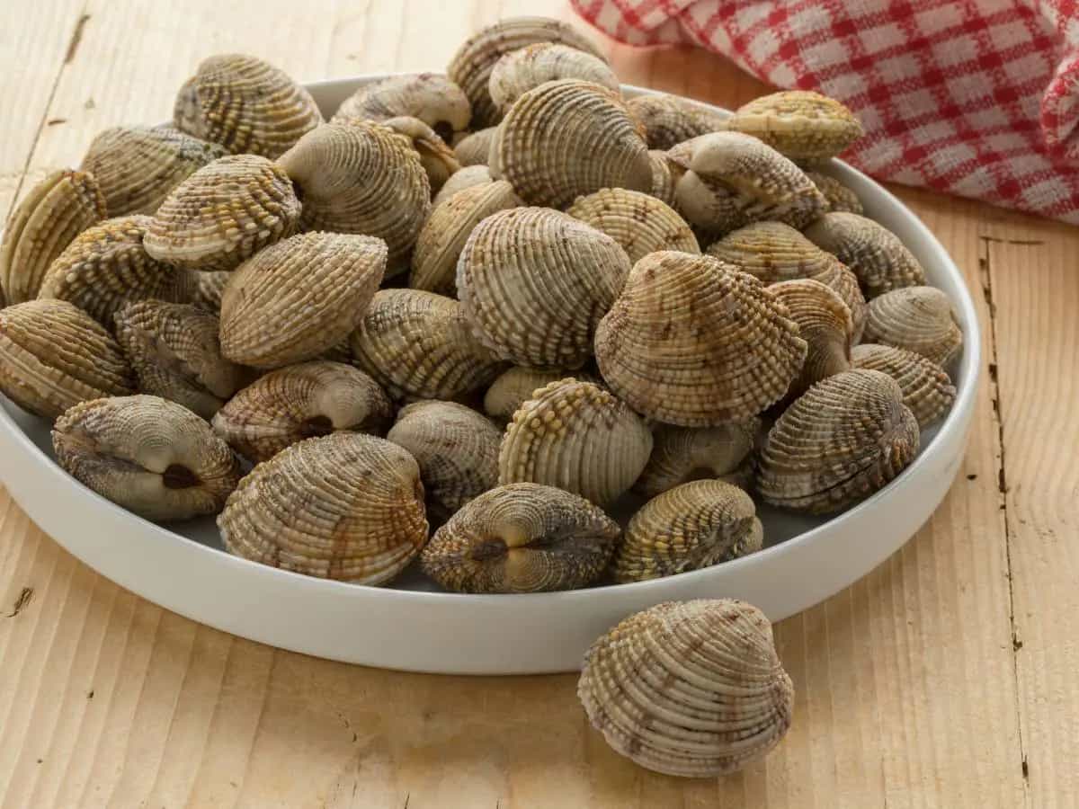 Mandorle di mare, cosa sono