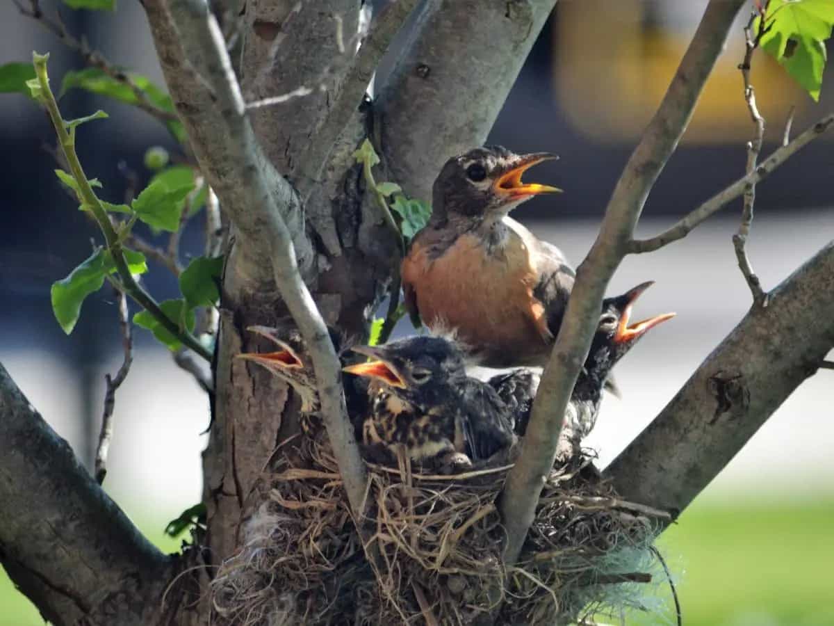 Eventi climatici estremi, tra le vittime anche gli uccelli