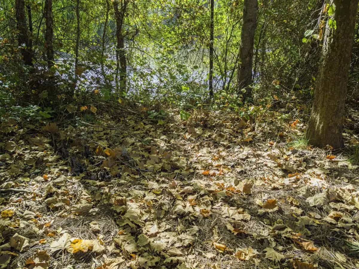 Foreste e cambiamento clima, come capire dov’è il limite