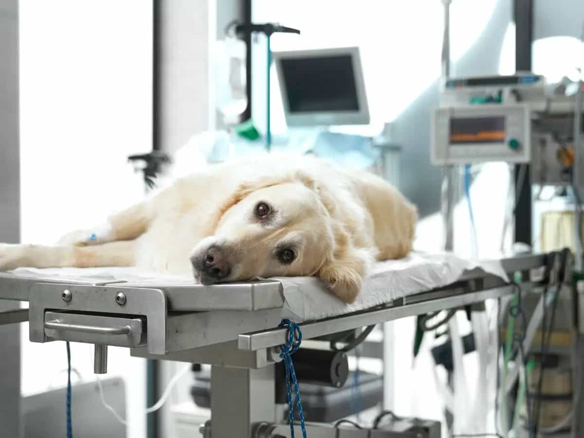 Filariosi, cos’è e quali sono i rischi