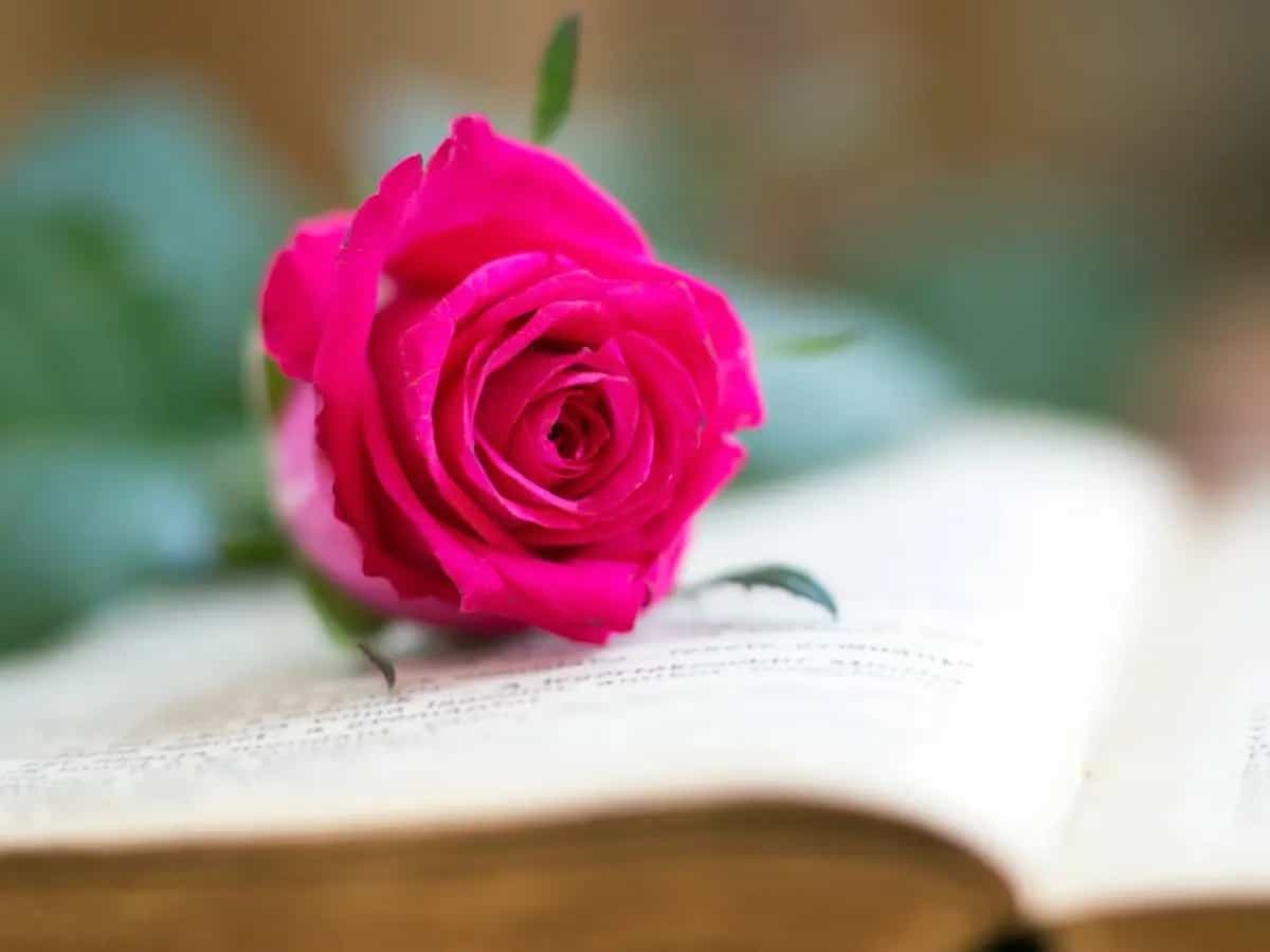 Rosa di maggio di Alda Merini, significato e immagine della primavera
