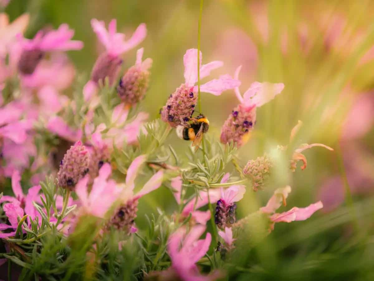 Insetti impollinatori, quali sono e perché proteggerli