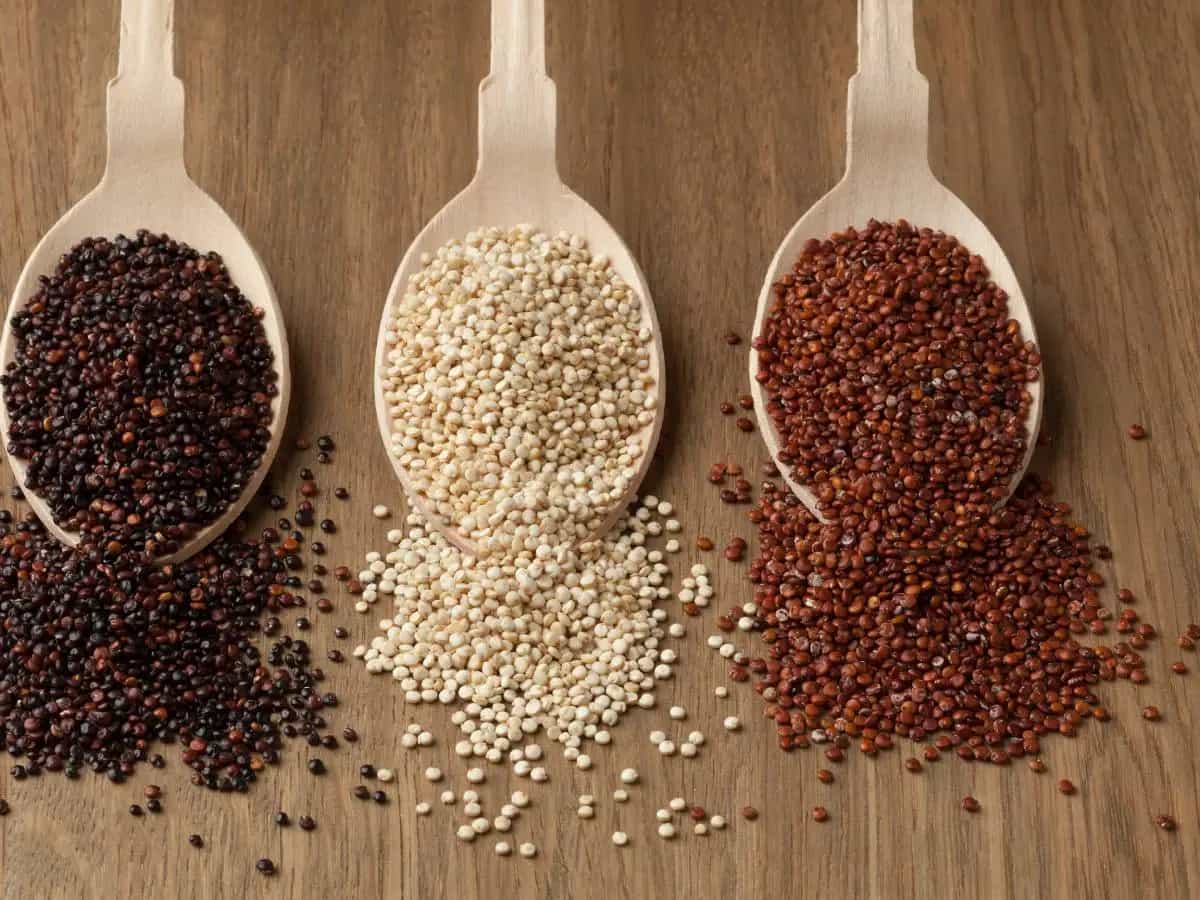 Tipi di quinoa, differenza, quale scegliere e come cucinarla
