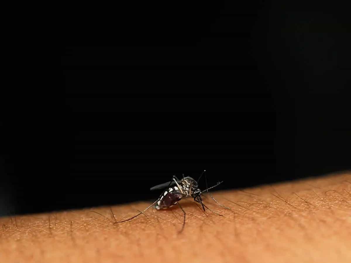 Zanzare e clima, perché aumentano e qual malattie possono trasmettere