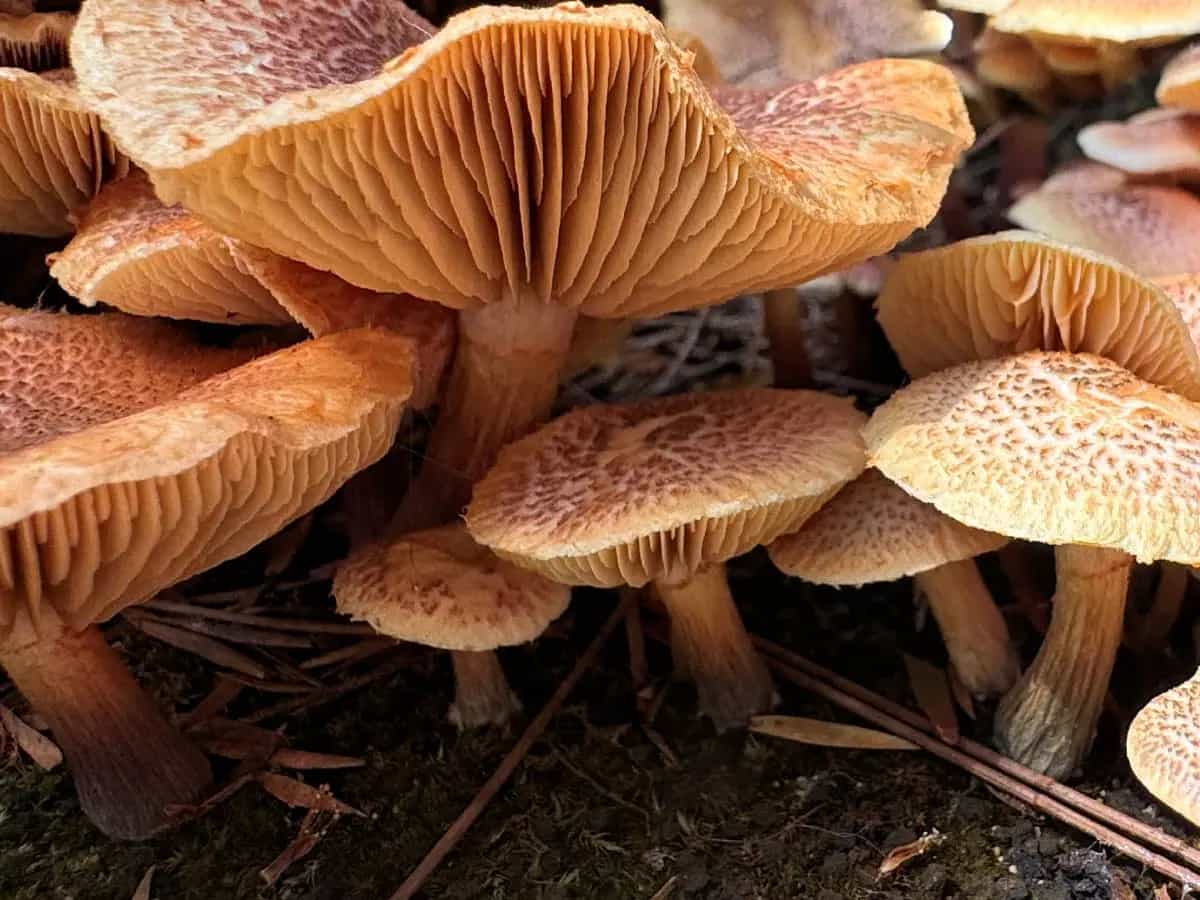 Porcini chiodini differenze periodo e usi in cucina