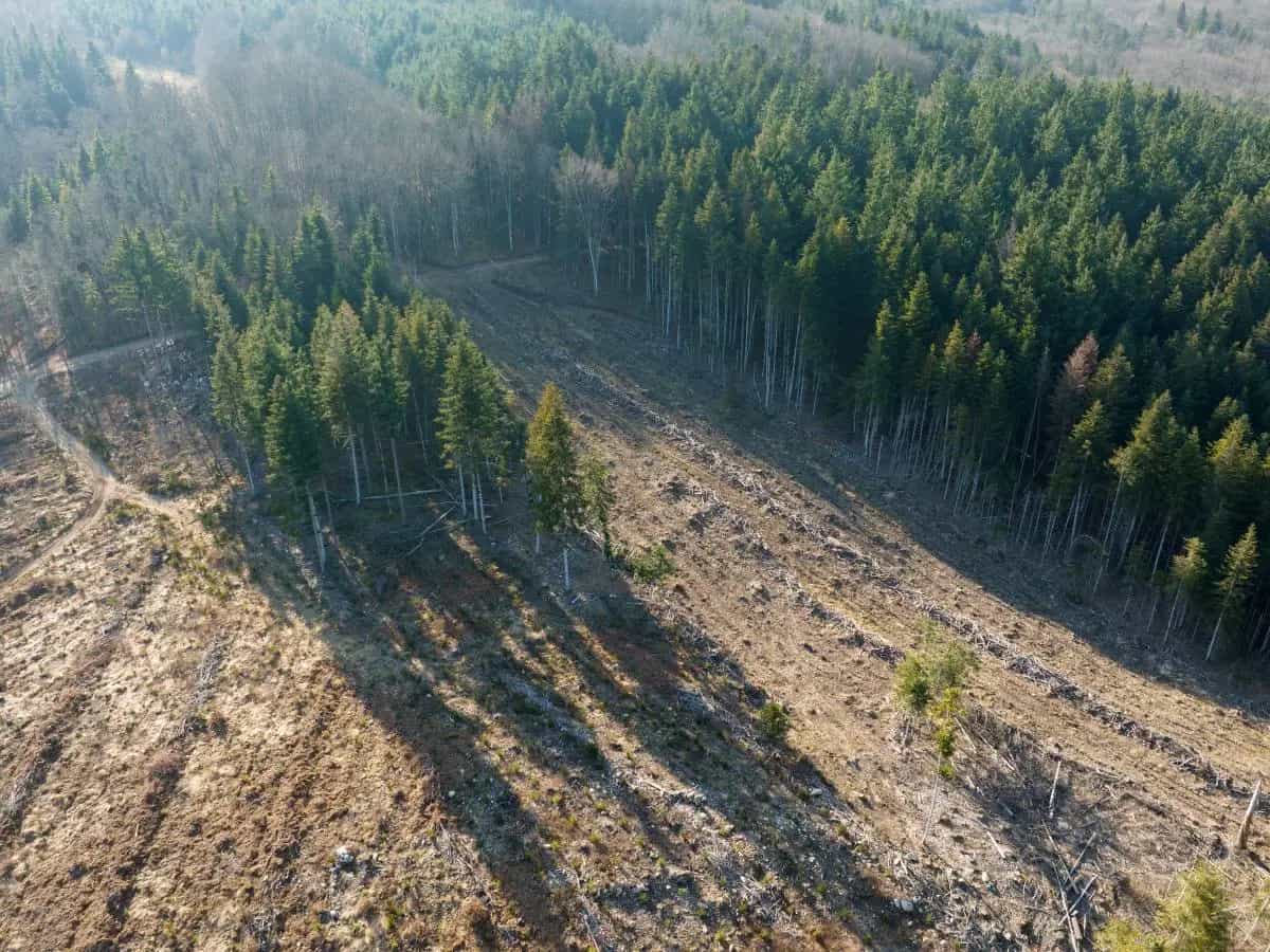 Regolamento UE anti-deforestazione 2026, cosa cambia per caffè caco e legno