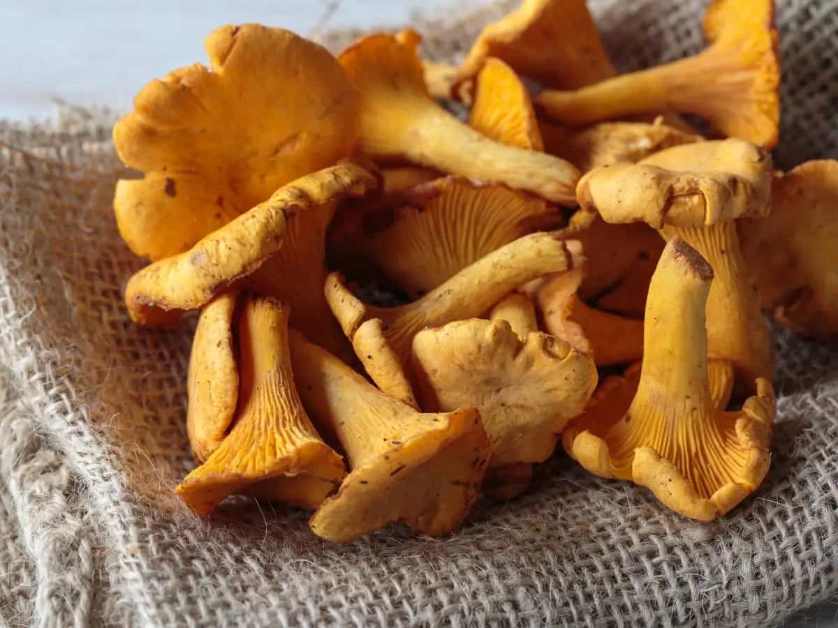 Finferli e pioppini, differenze, periodo e come usarli in cucina