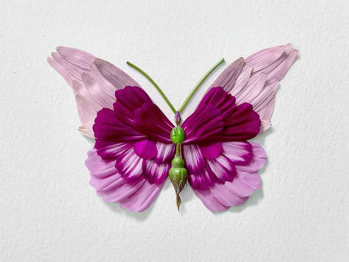 Raku Inoue insetti fiori