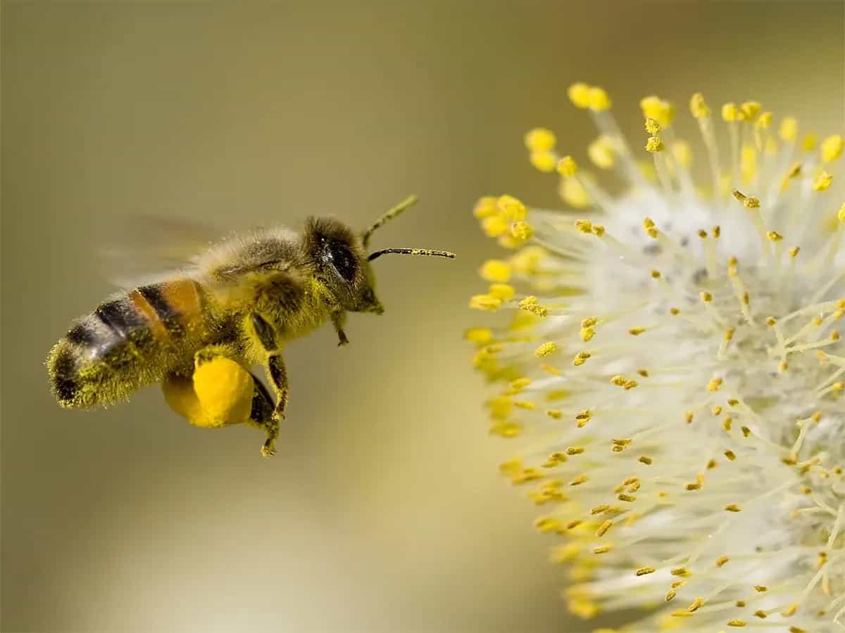 Salvare le api Amsterdam ha una soluzione