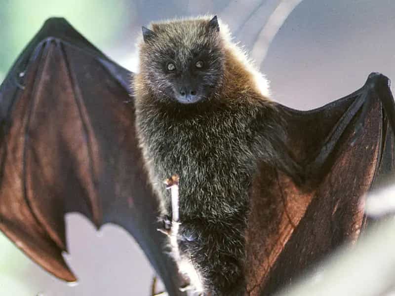 pipistrelli e insetti