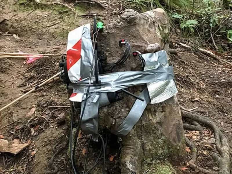 alberi legame vitale