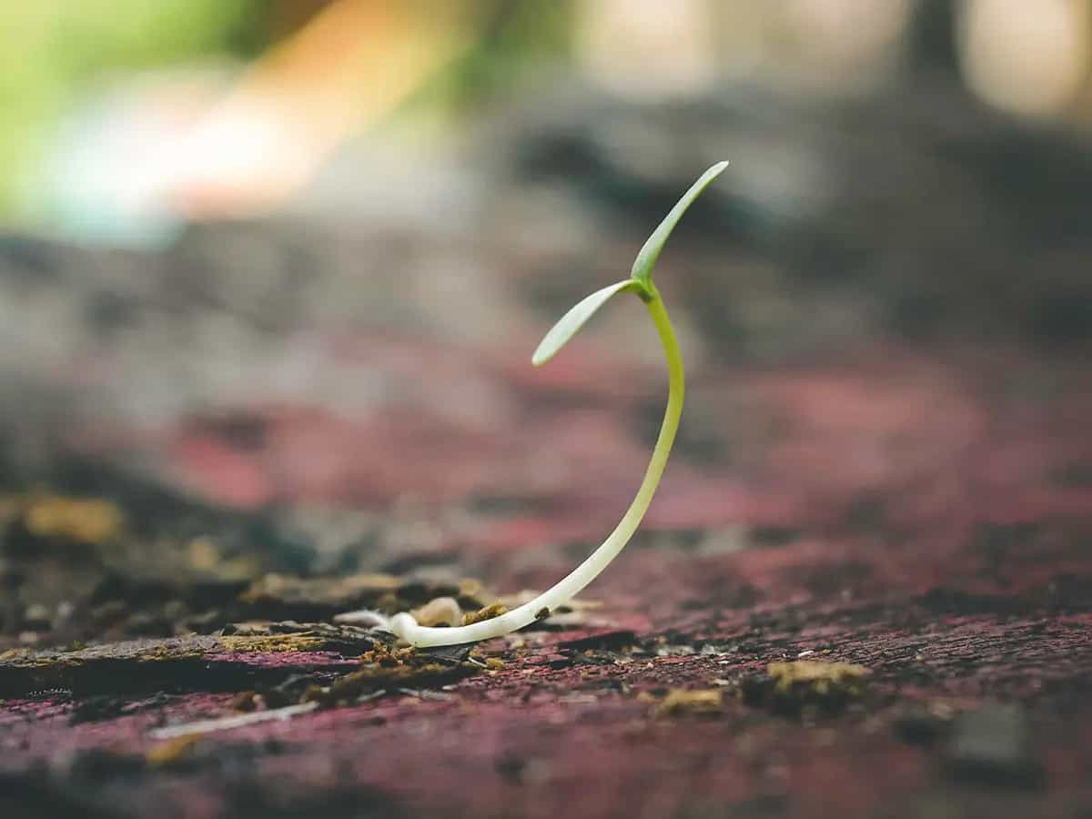 piantare alberi inquinamento biodiversità