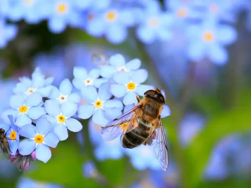 pesticida sostenibile api
