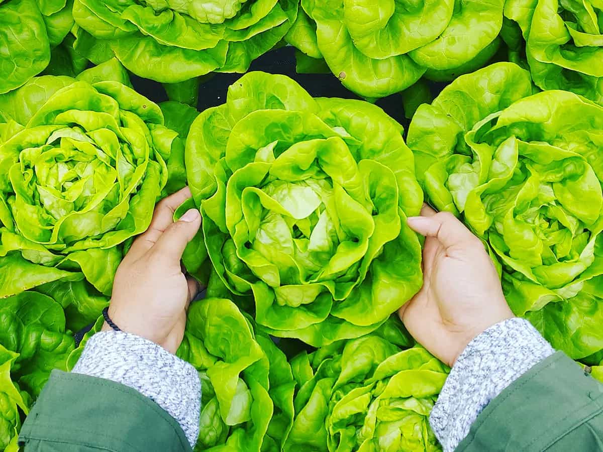 fondi conversione agricoltura biologica