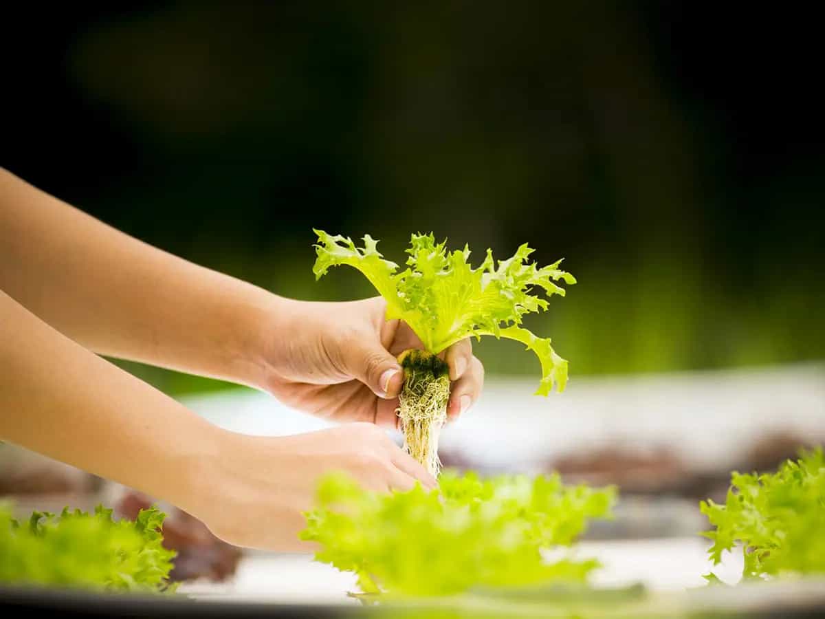 mercato biologico fiducia