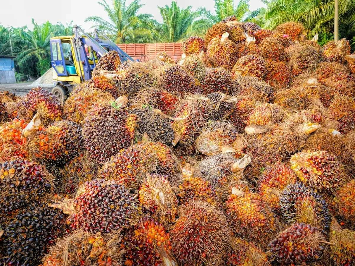 olio di palma sostenibile