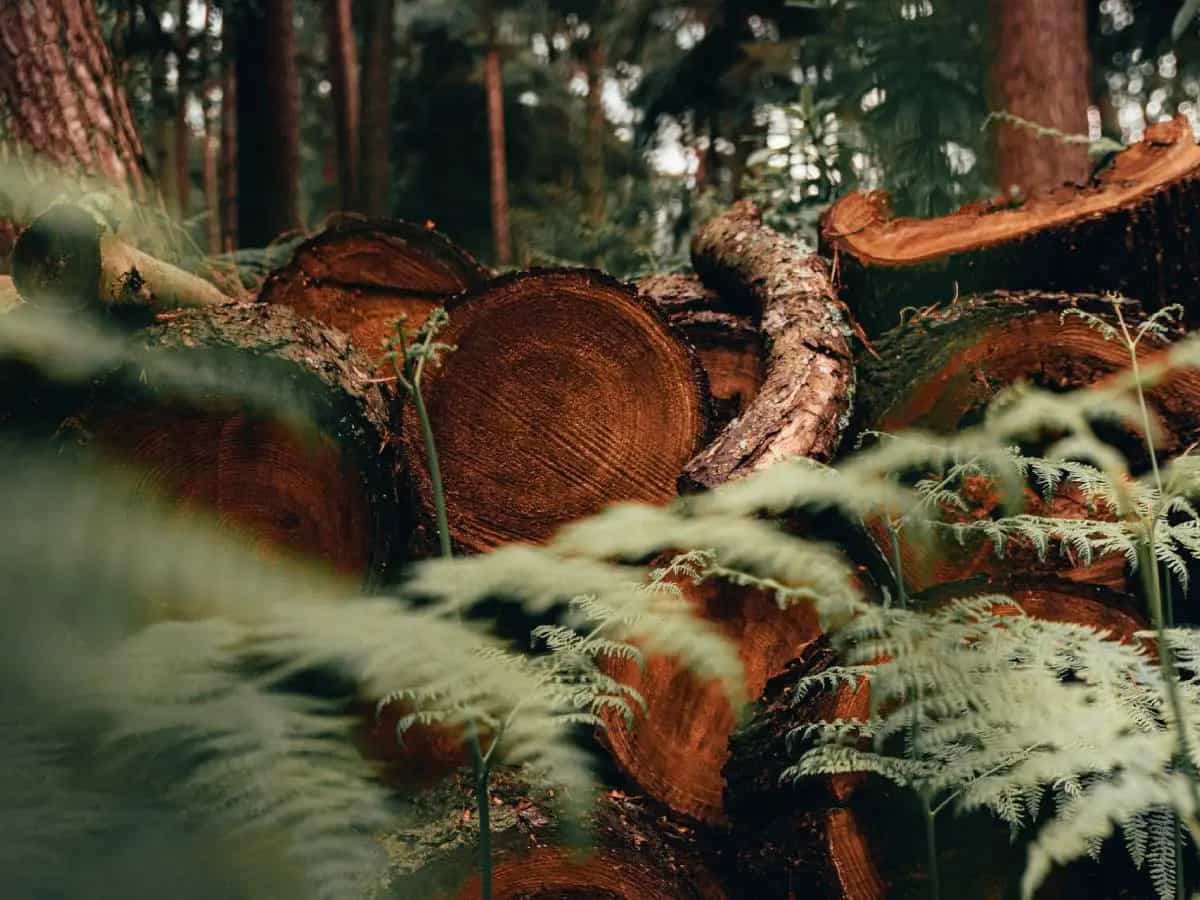 deforestazione
