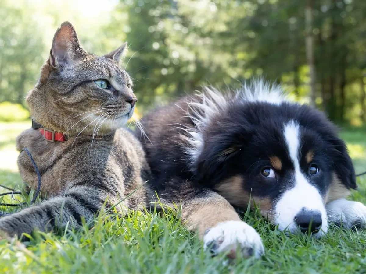 Cibo per animali vegano, una ricerca dice che è salutare come i bocconi di carne