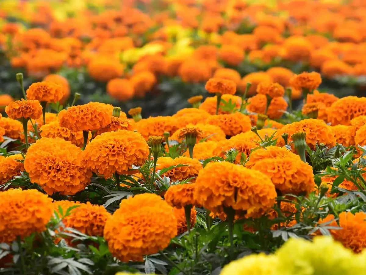 piantare tagete nell'orto