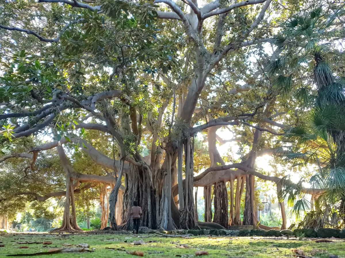 albero italiano anno 2022
