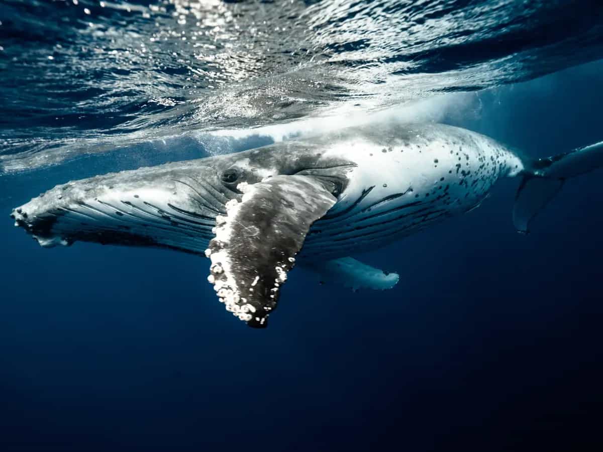 trattato difesa alto mare