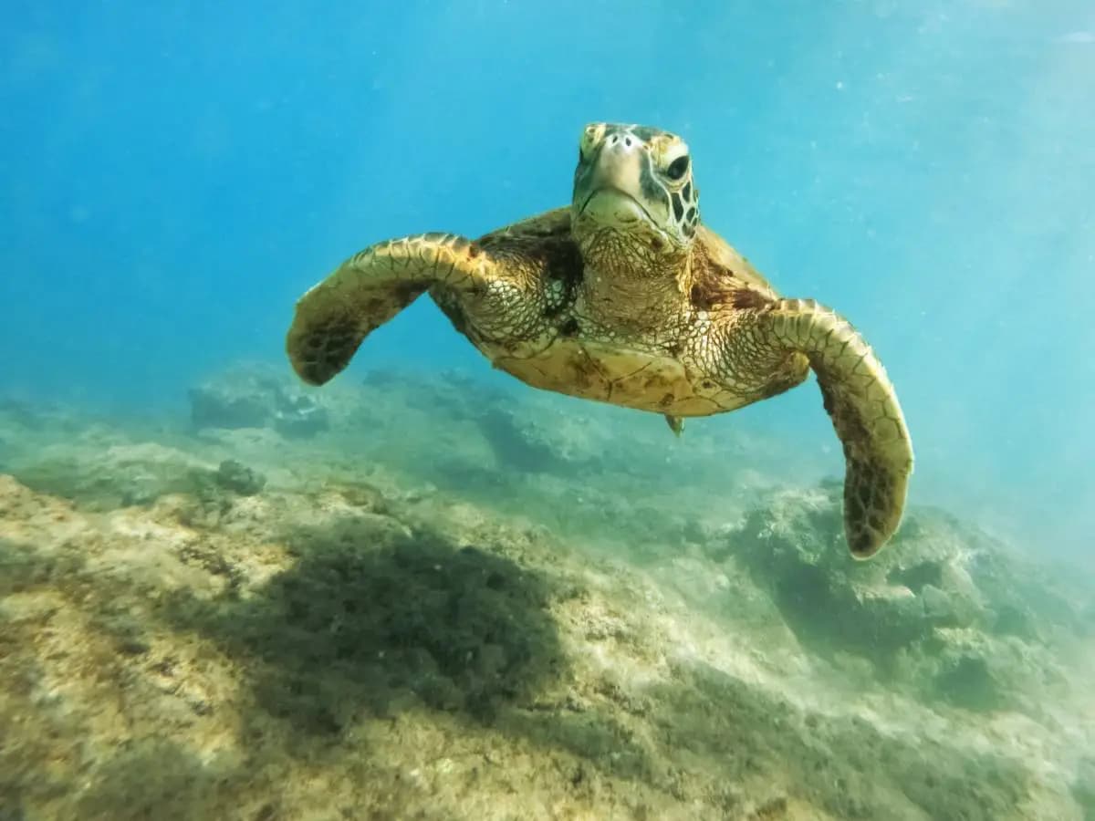 Tartarughe marine: qual è la situazione nel Mediterraneo?