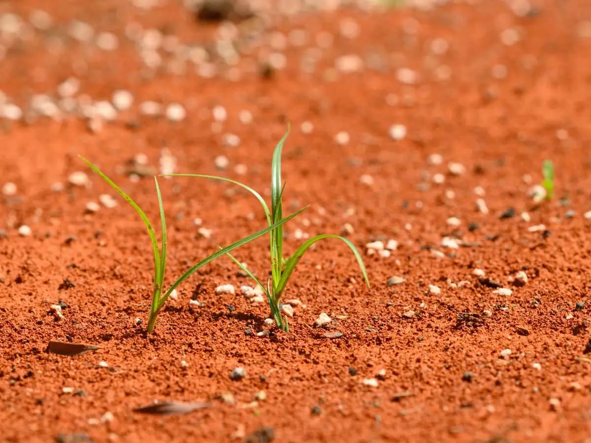 Desertificazione: cos’è e quali sono le cause