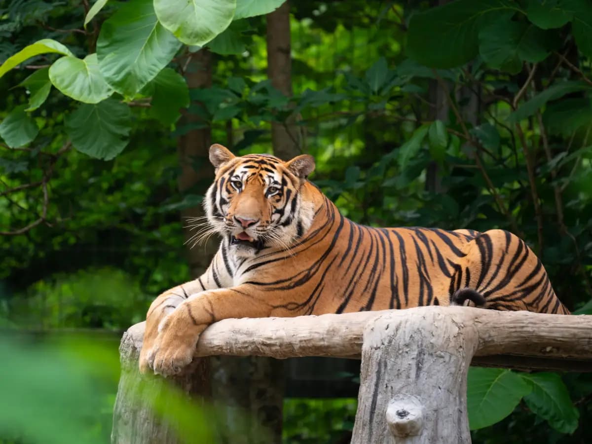 specie di tigre